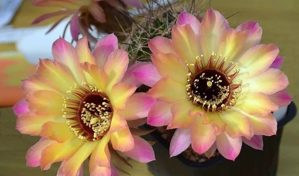 200种·仙人球开花图鉴，大开眼界，美到爆