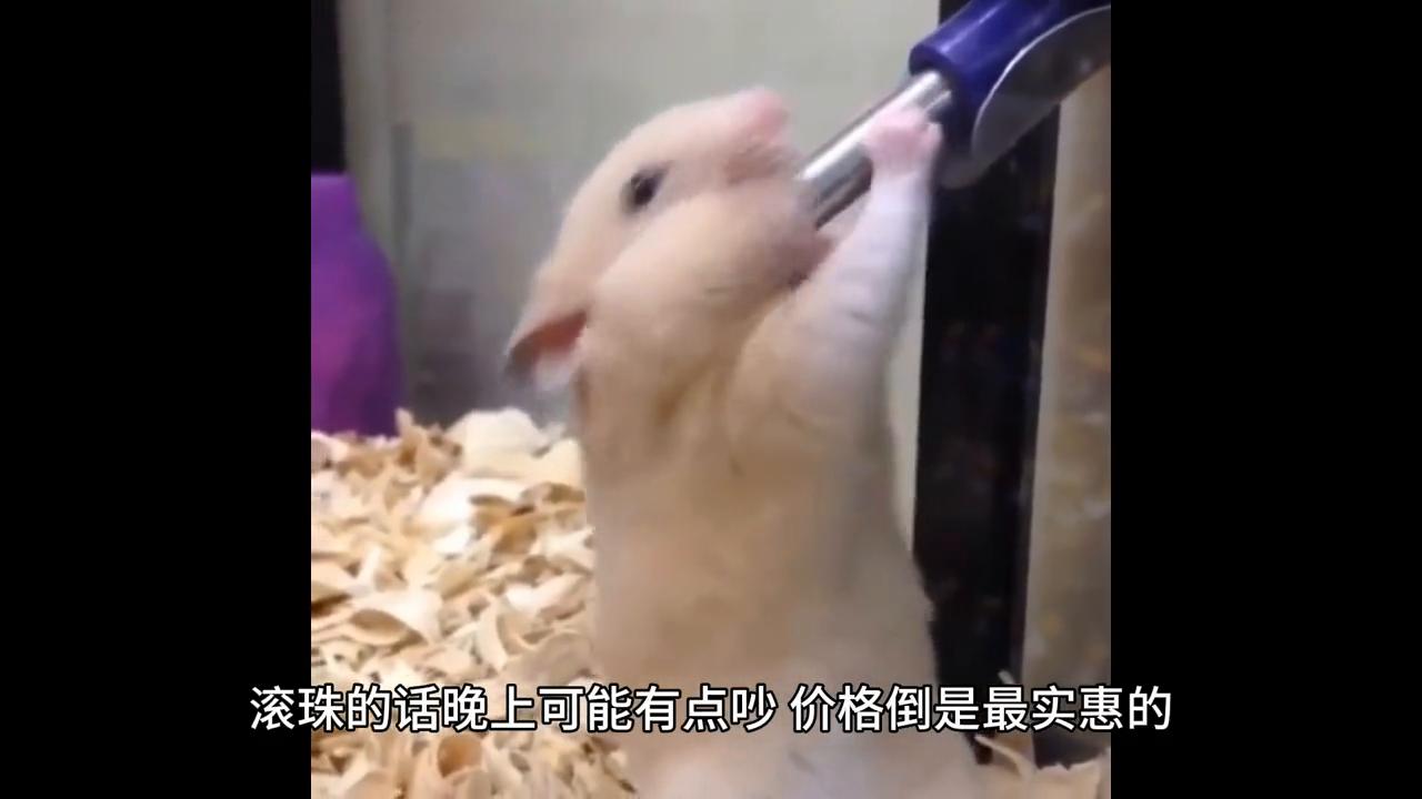 金丝熊知识大全,金丝熊新手怎样喂养金丝熊