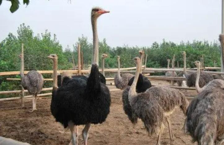 国外鸵鸟养殖前景如何,鸵鸟怎么养才能更好更赚钱
