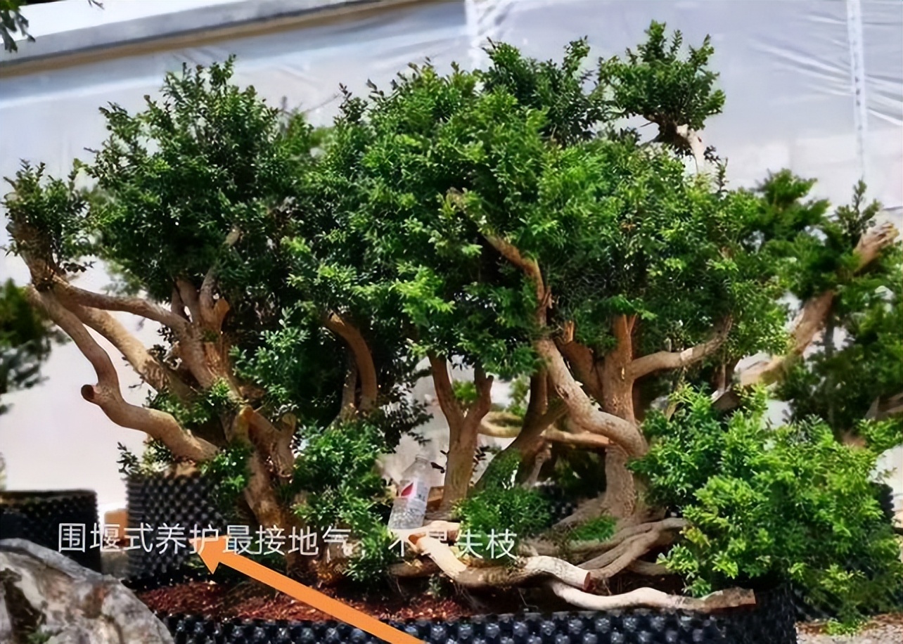 黄杨盆栽忌讳,小叶黄杨树皮有一半枯了怎么处理