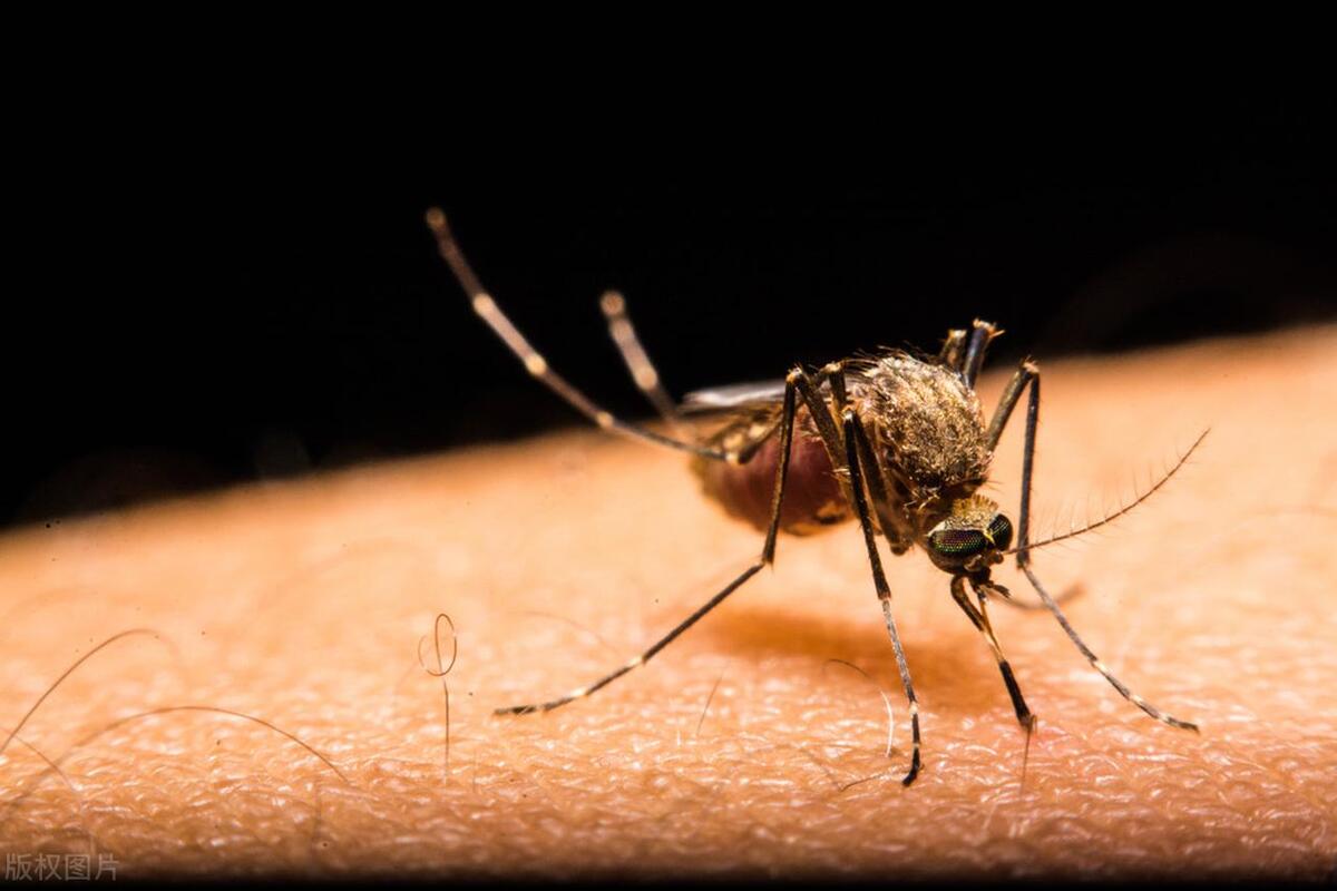 家里的蚊子太厉害了怎么消灭,如何快速赶走家里的蚊子小妙招