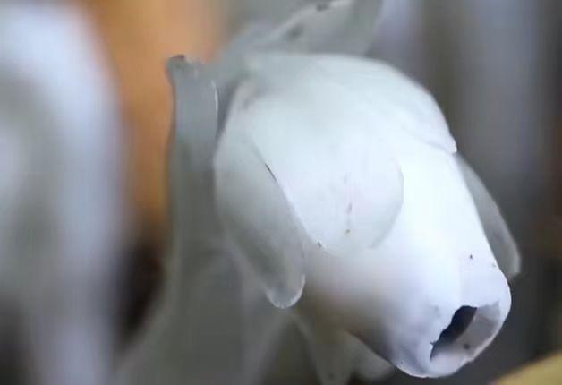 一两沉香万两金国内公认,一两沉香木