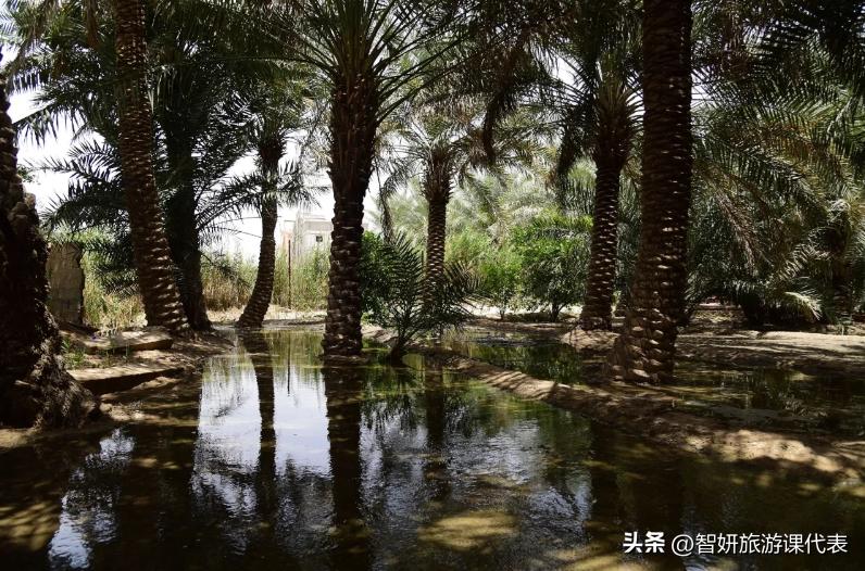 30秒沙特阿拉伯冷知识,了解沙特阿拉伯