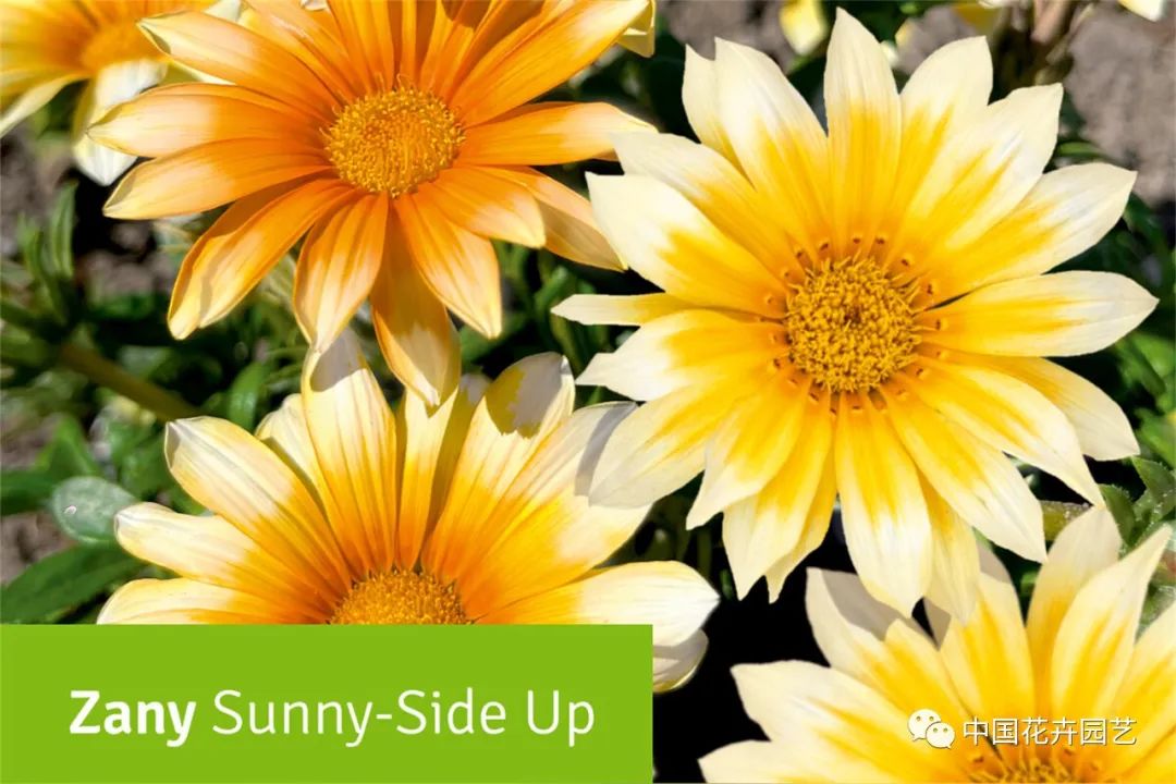 鑺卞崏鍝佺灞曠ず,鏂颁紭鑺卞崏鍝佺灞曠ず