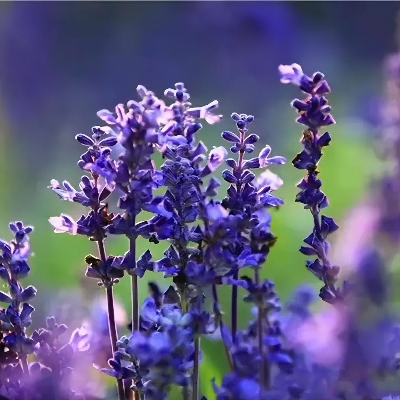 济南旅游公交专线有哪些 (济南近郊公交直达的游玩场所)