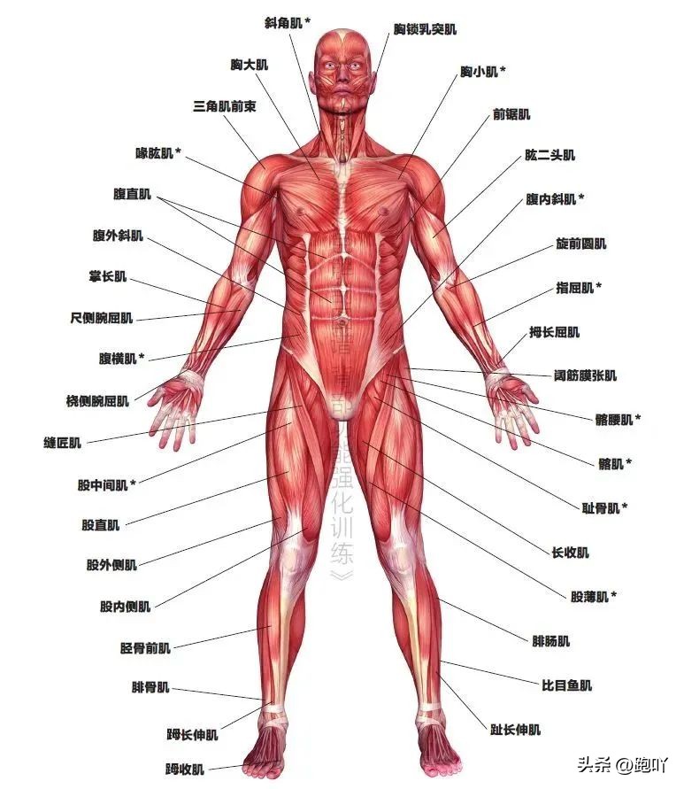 健身动作推荐大肌群训练,中长跑小肌群训练方法