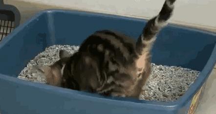 猫咪尿血医生一般怎么检查,猫咪尿血最快的药