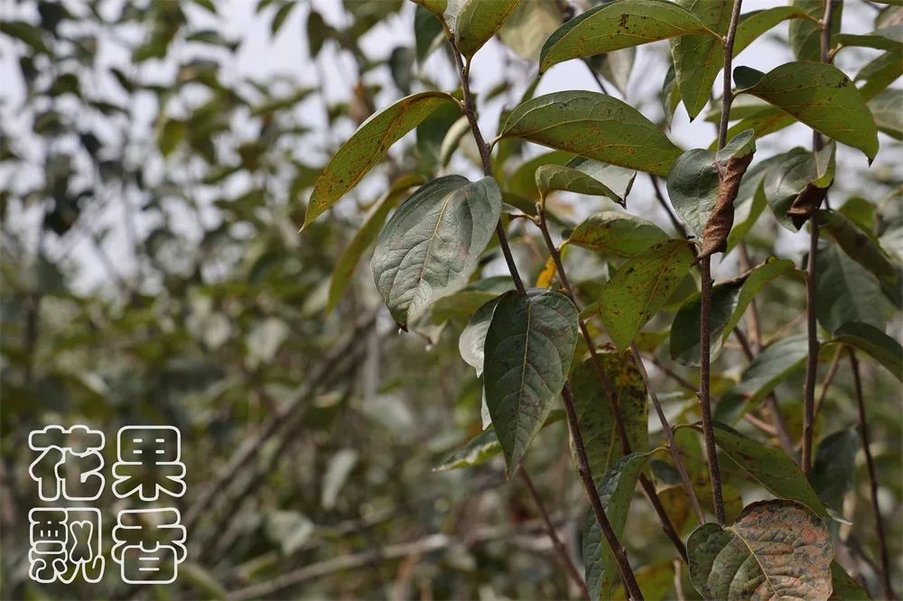 老农人对新农人的告诫:搞农业不要去大投入,要量力而行