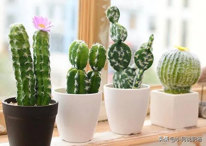 养花诀窍这几个养花知识要牢记,室内养花夏天怎样才能不逗蚊子