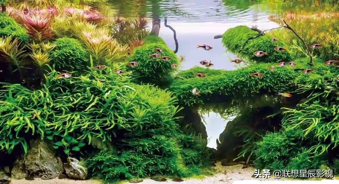 观赏鱼用的硝化细菌,观赏鱼杀菌盐对水草有害吗