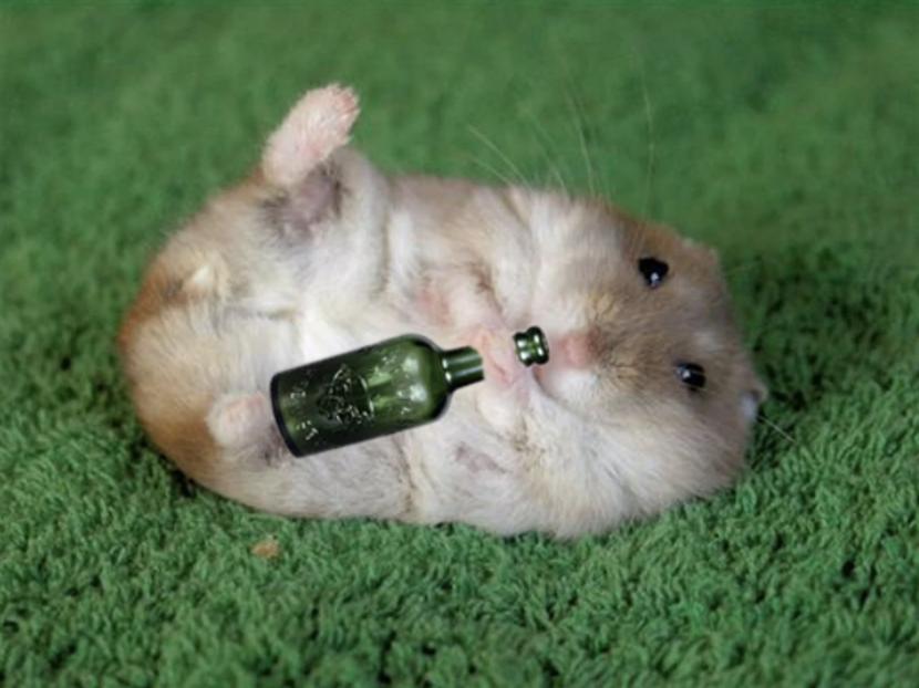 一天96瓶啤酒，再能喝的人也拼不过小仓鼠