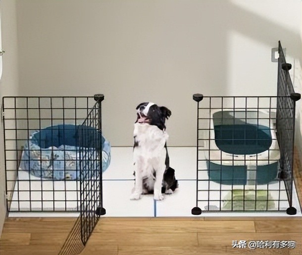 小狗耳朵里有褐色分泌物,小狗耳朵里黑色的东西怎么办