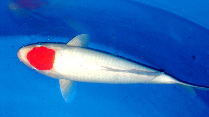 比较容易养的观赏鱼有哪些品种,适合懒人养的观赏鱼多有哪些品种