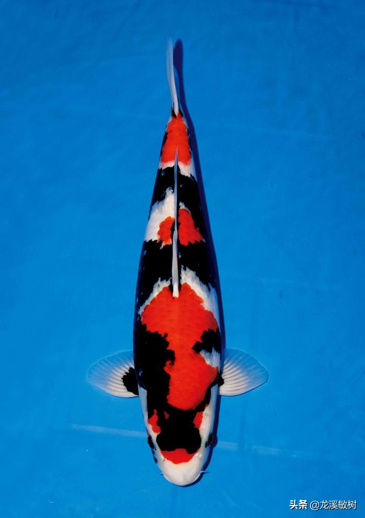 锦鲤分多少种什么样的锦鲤最好养,锦鲤要怎么选才能选到好的锦鲤