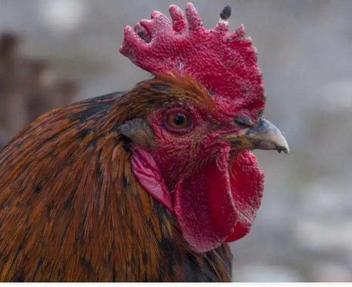 散养土鸡得了鸡冠癣,禽医教你怎样治疗鸡感冒