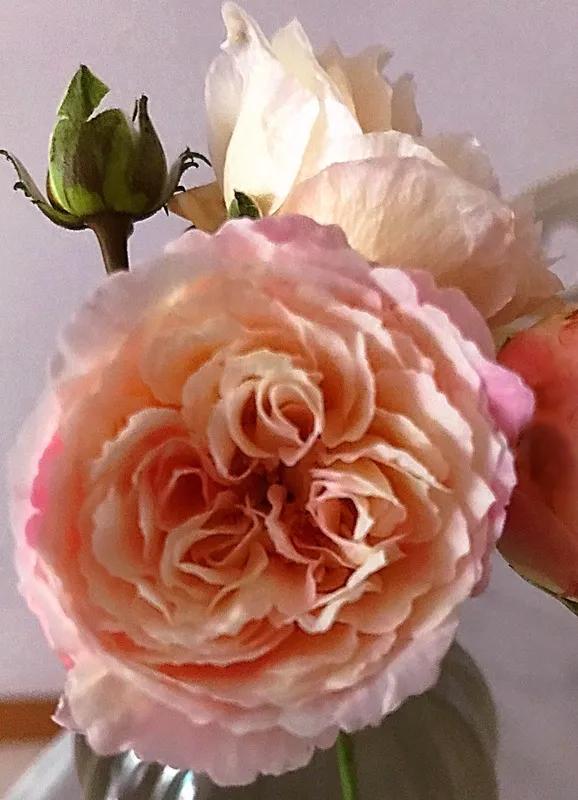 友禅系月季是什么意思,友禅系列月季怎么样