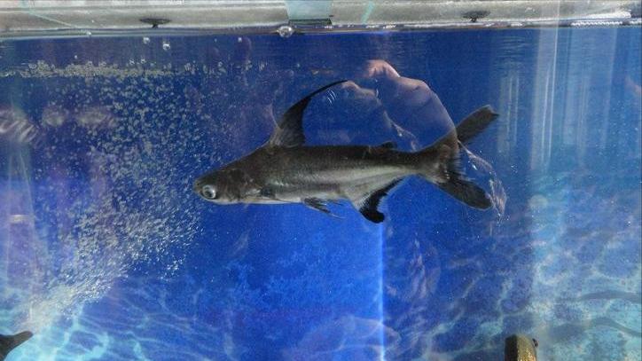 小型淡水观赏鲨鱼饲养方法,淡水鲨鱼有人工养殖的吗