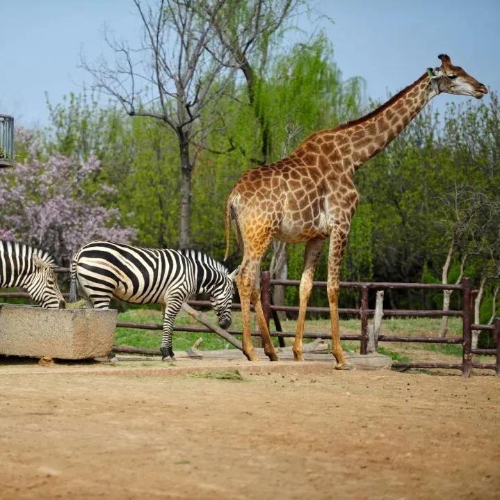 济南旅游公交专线有哪些 (济南近郊公交直达的游玩场所)