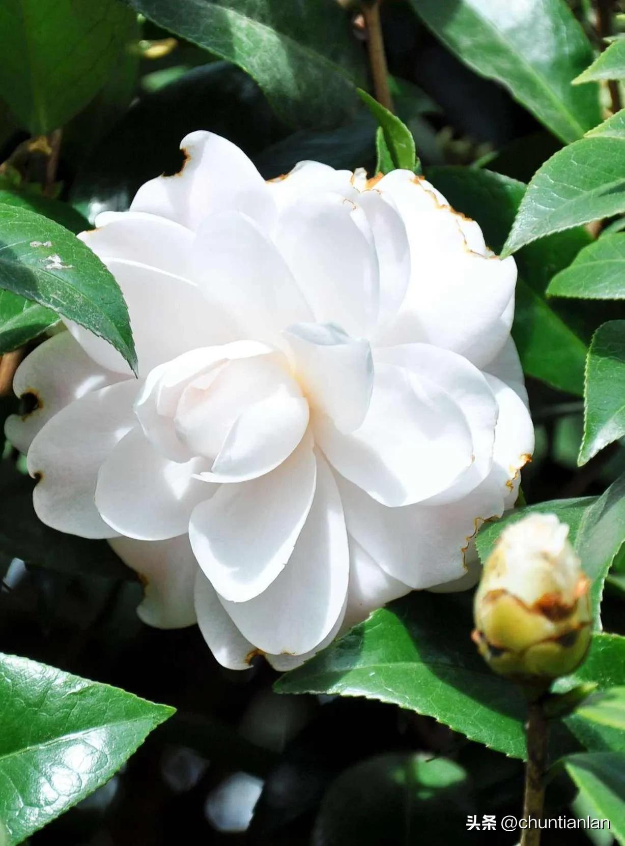 山茶花纯音乐,山茶花