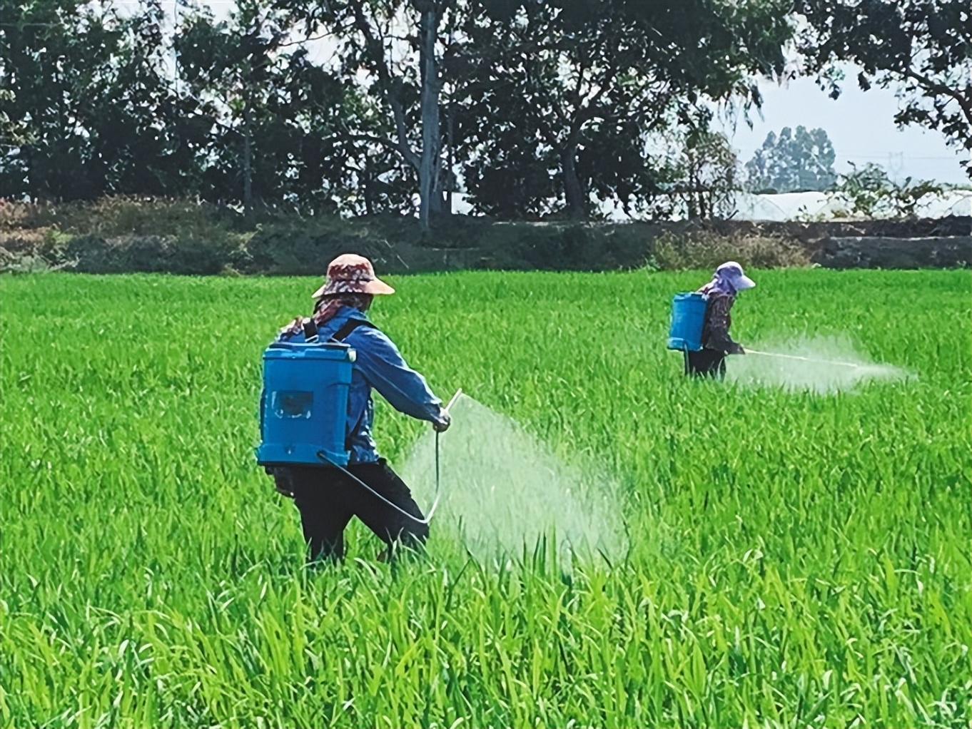 打完农药就下雨有效果吗,打完药就下雨了还有药效吗