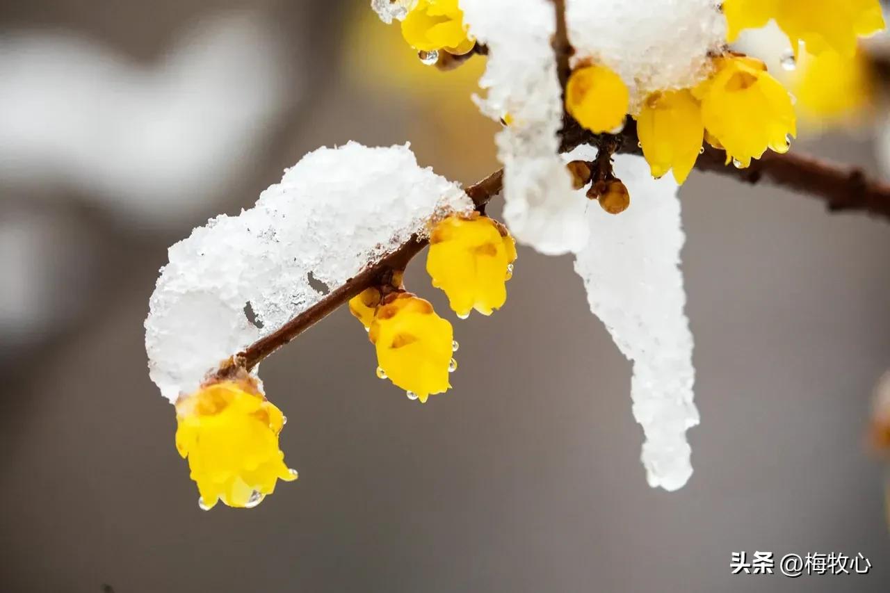 紫石金麟|咏梅七律三十韵②（二叠韵合集）