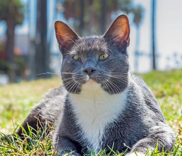 天生没眼睛的猫咪,天生没有眼睛的猫