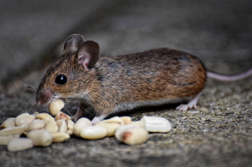 老鼠的报复性有多强,老鼠为什么会遇到威胁咬死同类