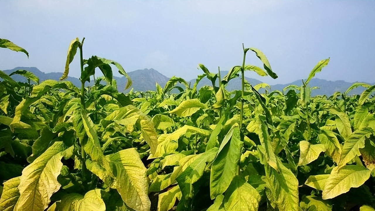 老牌香烟品牌大全及价格表,十大品牌香烟排名及价格