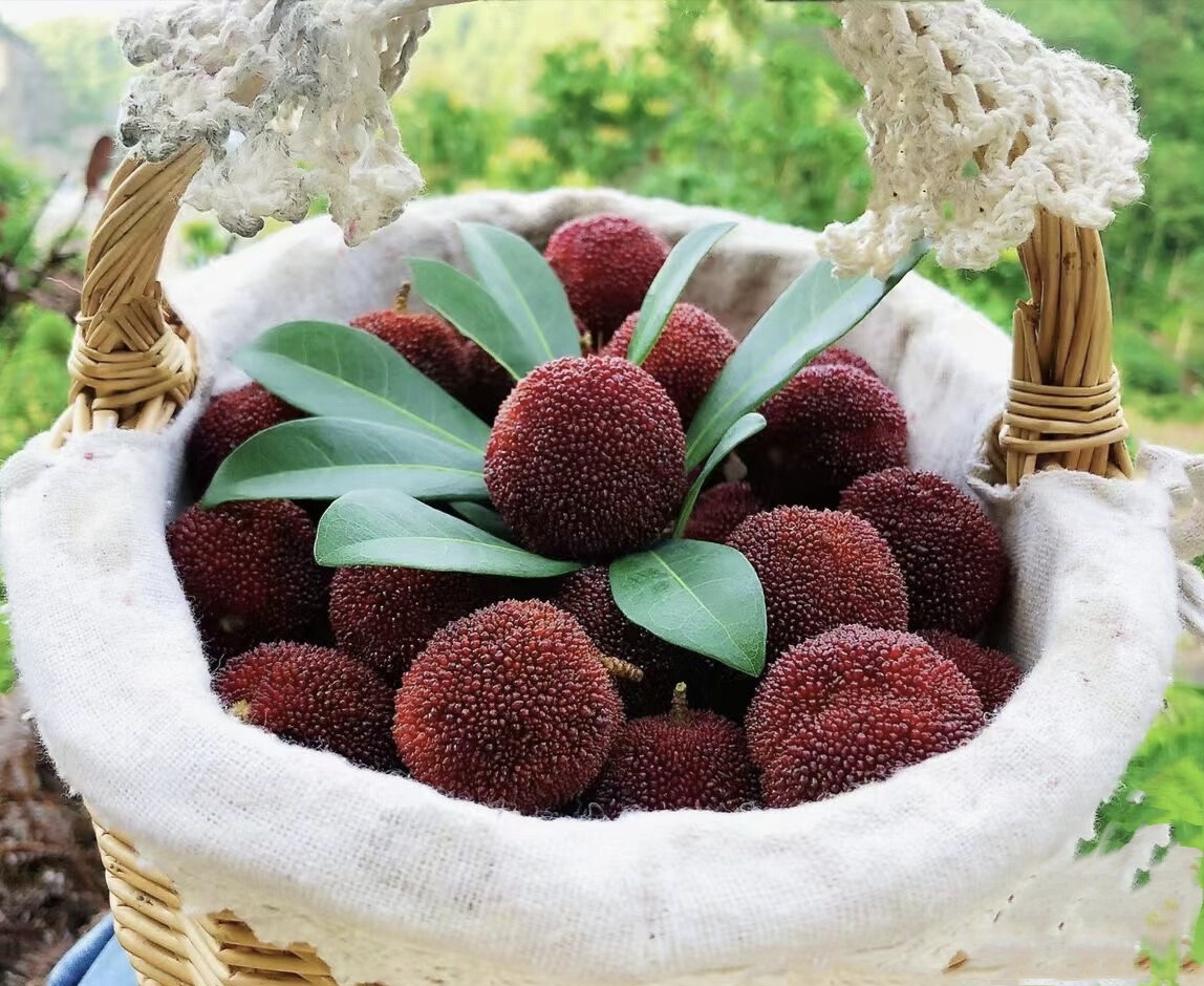 杨梅采摘安吉,正宗的仙居东魁杨梅你吃过吗