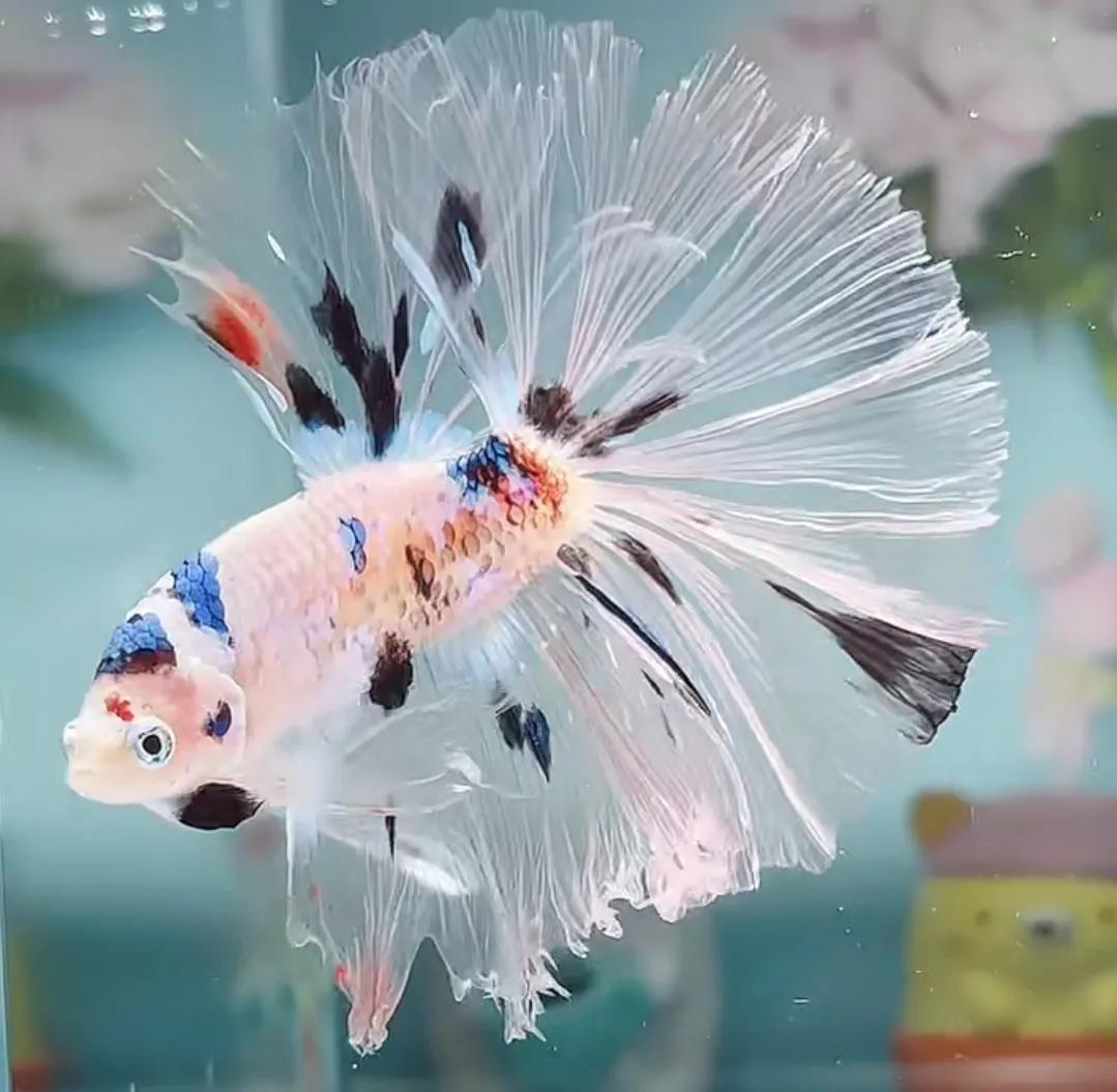 泰国斗鱼vs泰国斗鱼,泰国斗鱼和中国斗鱼为什么不一样