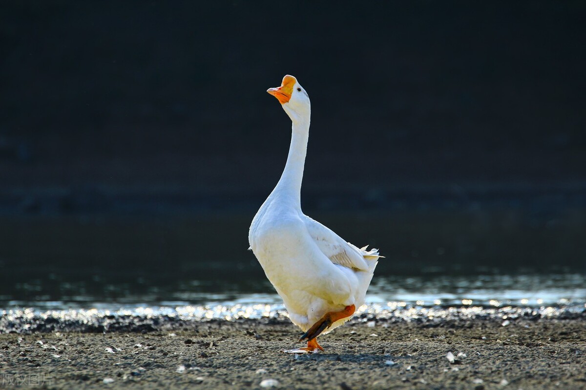 鹅去氧和熊去氧哪个好,鹅去氧和熊去胆的区别