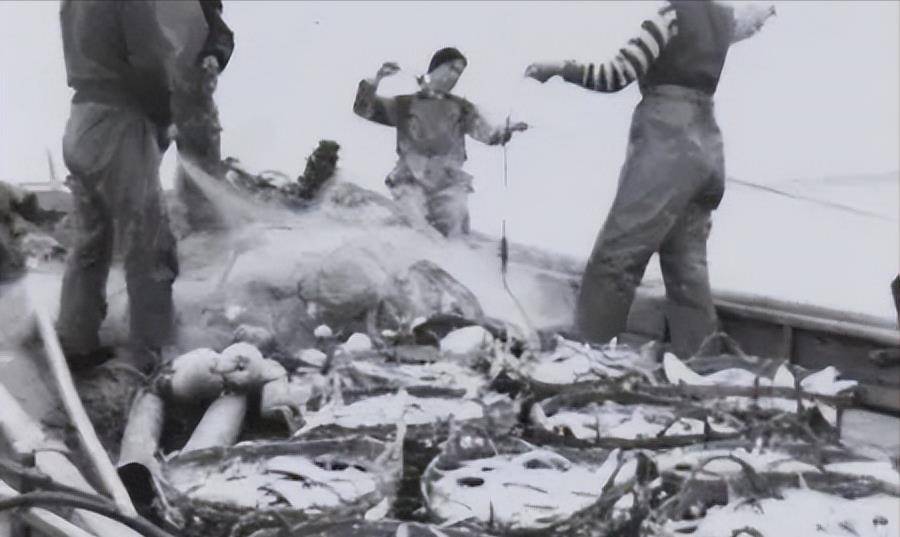 什么年代禁捕刀鱼,1万一斤刀鱼