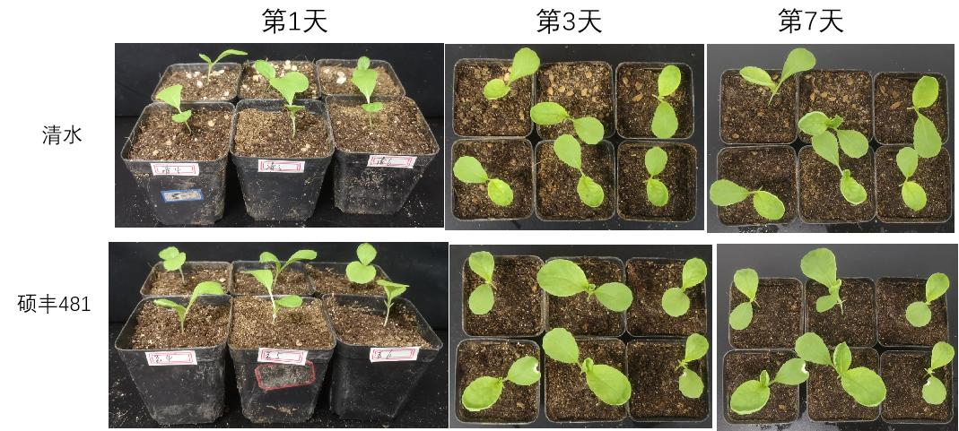 小麦返青期用二氢钾和芸苔素,小麦返青期喷芸苔素的效果