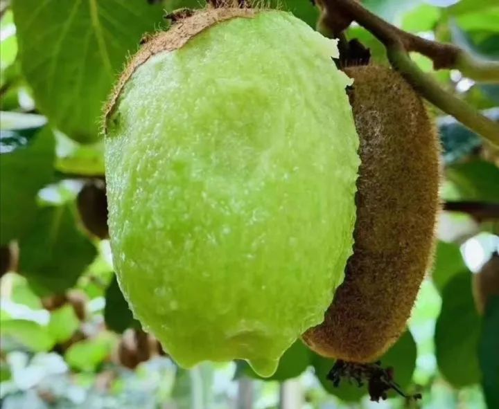 绿心猕猴桃和海沃德猕猴桃区别,海沃德猕猴桃种类