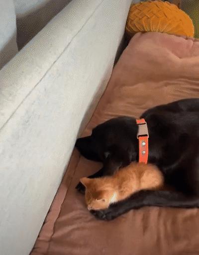 捡来的小橘把狗当妈妈,开始逐渐狗化,一起拆家、听指令、游泳…