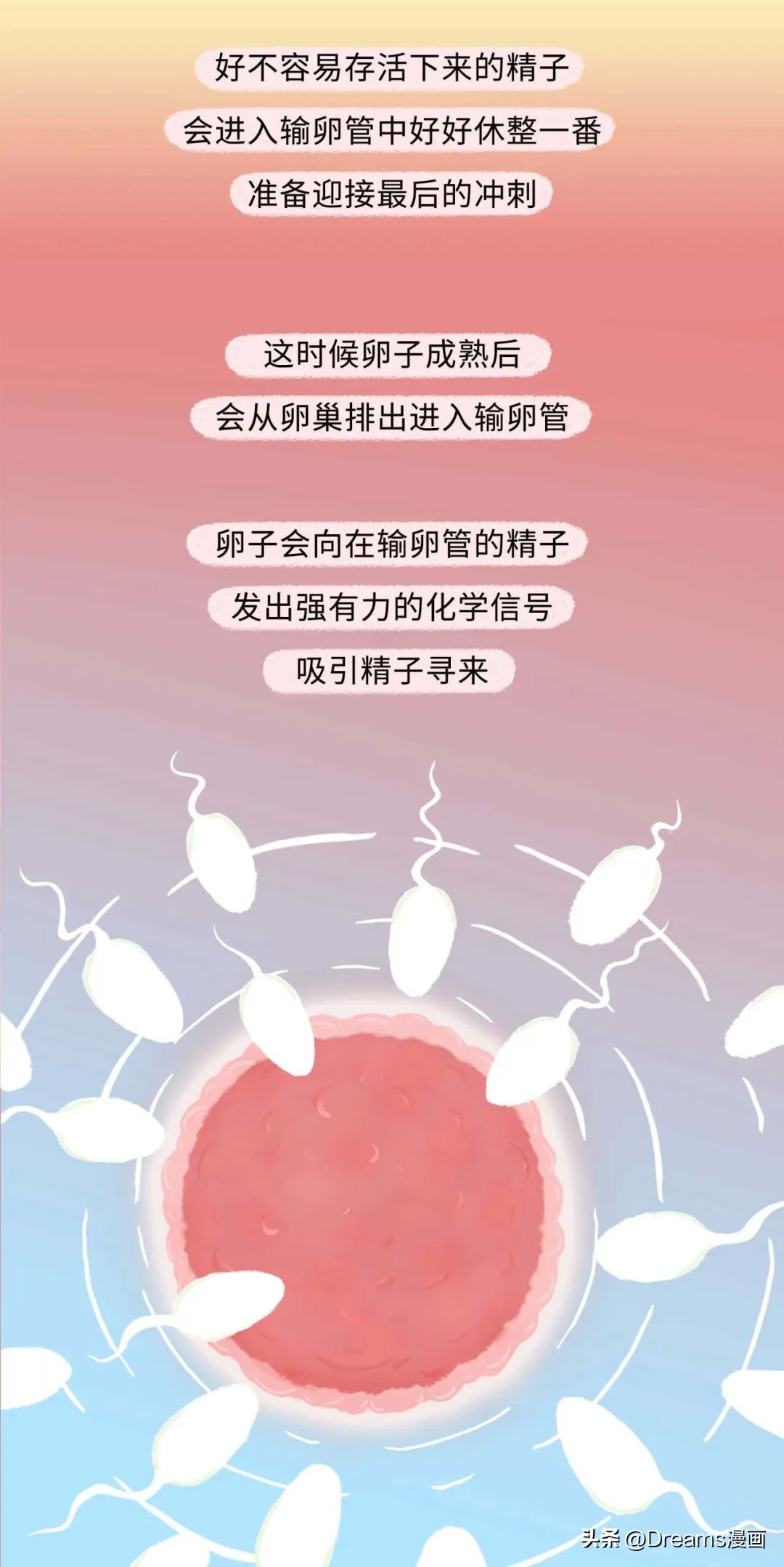 精子进入女生体内的全过程