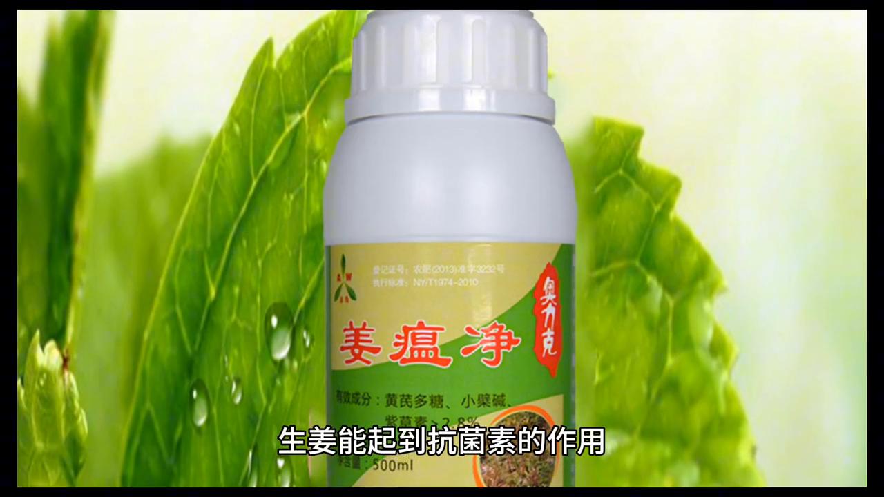 生姜的食用方法,生姜的正确食用方法