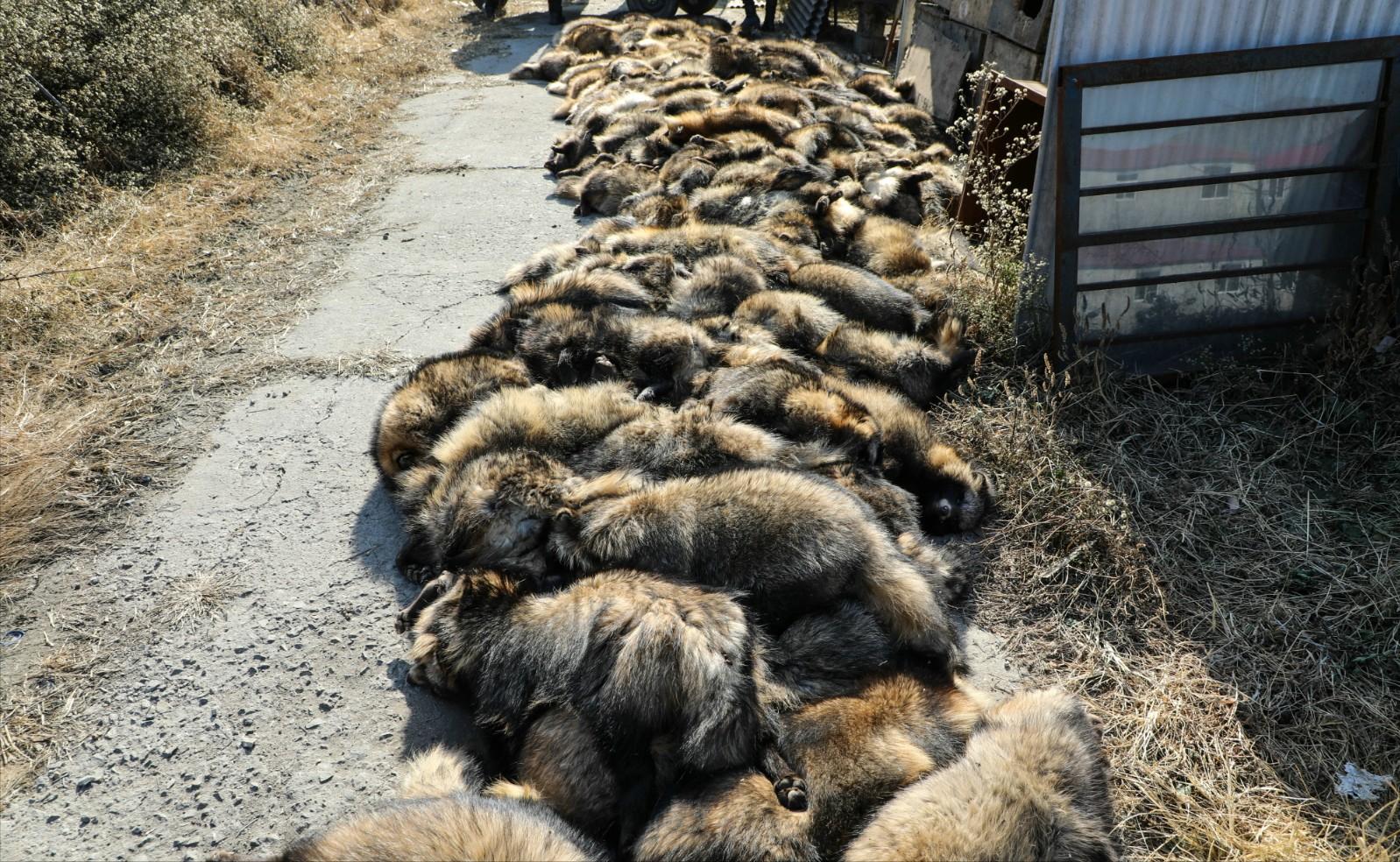 为何穿裘皮的越来越少,为啥穿貂皮的越来越少了