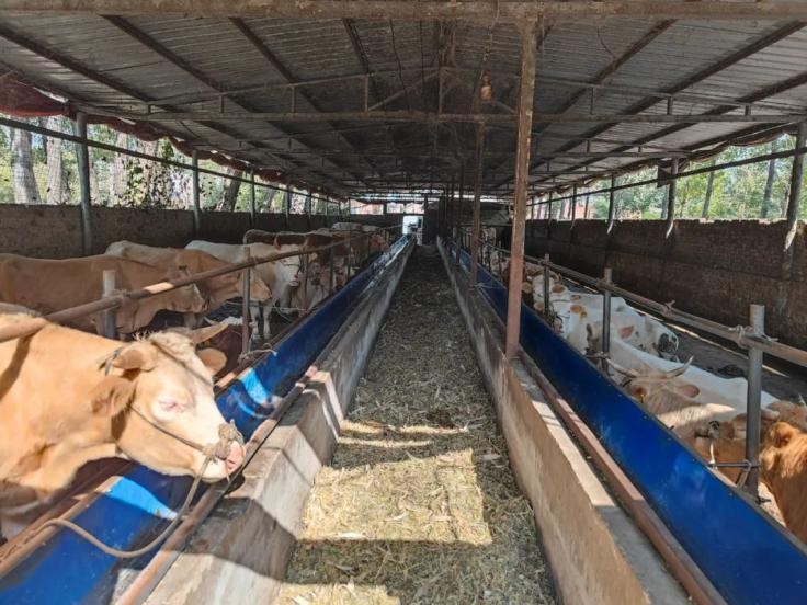 洛宁底张乡上高村肉牛养殖场,发展特色产业肉牛养殖