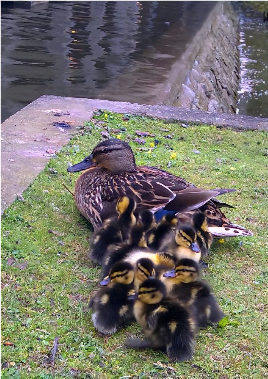 海外大学介绍-UniversityofYork约克大学