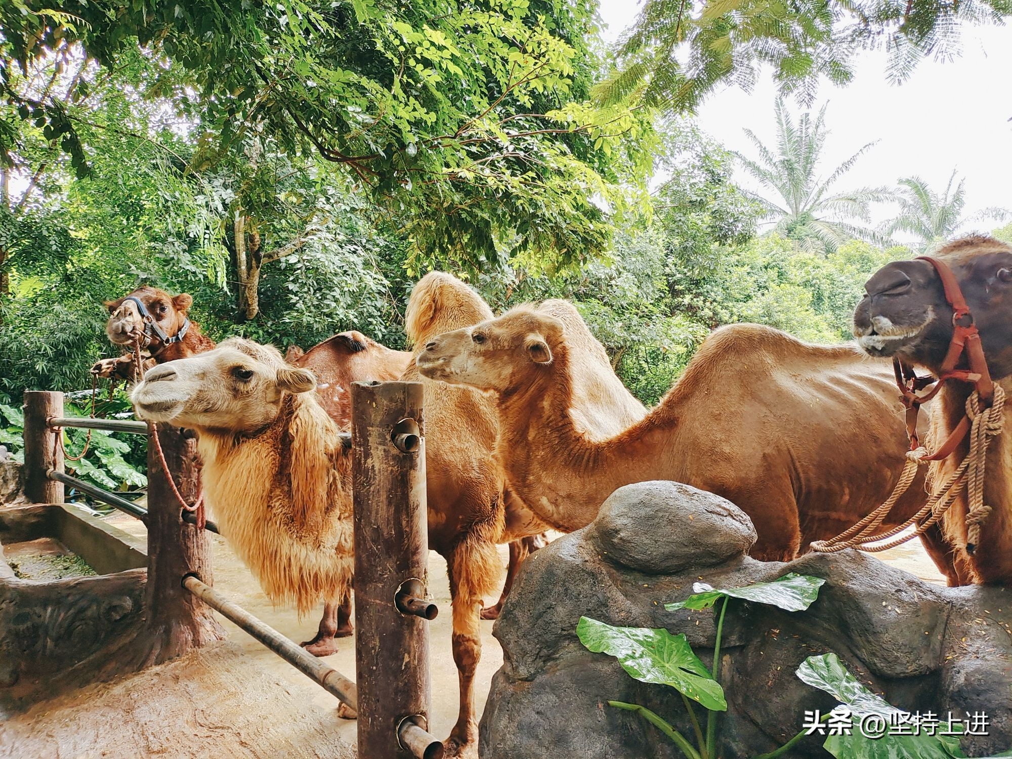 中国十大动物园排行榜,全国十佳动物园有哪些地方