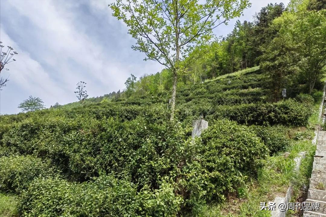 诸暨千年茶树王,走进古树茶王