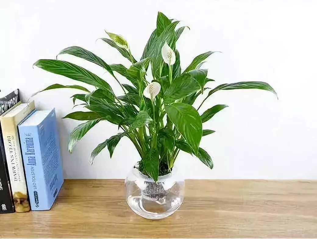 吸甲醛超强的十五种植物,新房如何种植去甲醛植物