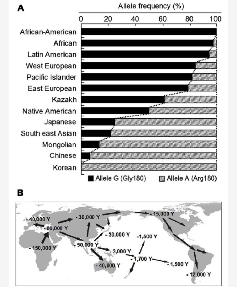 西方人狐臭和中国人狐臭一样吗,为什么百分之90的西方人独有狐臭