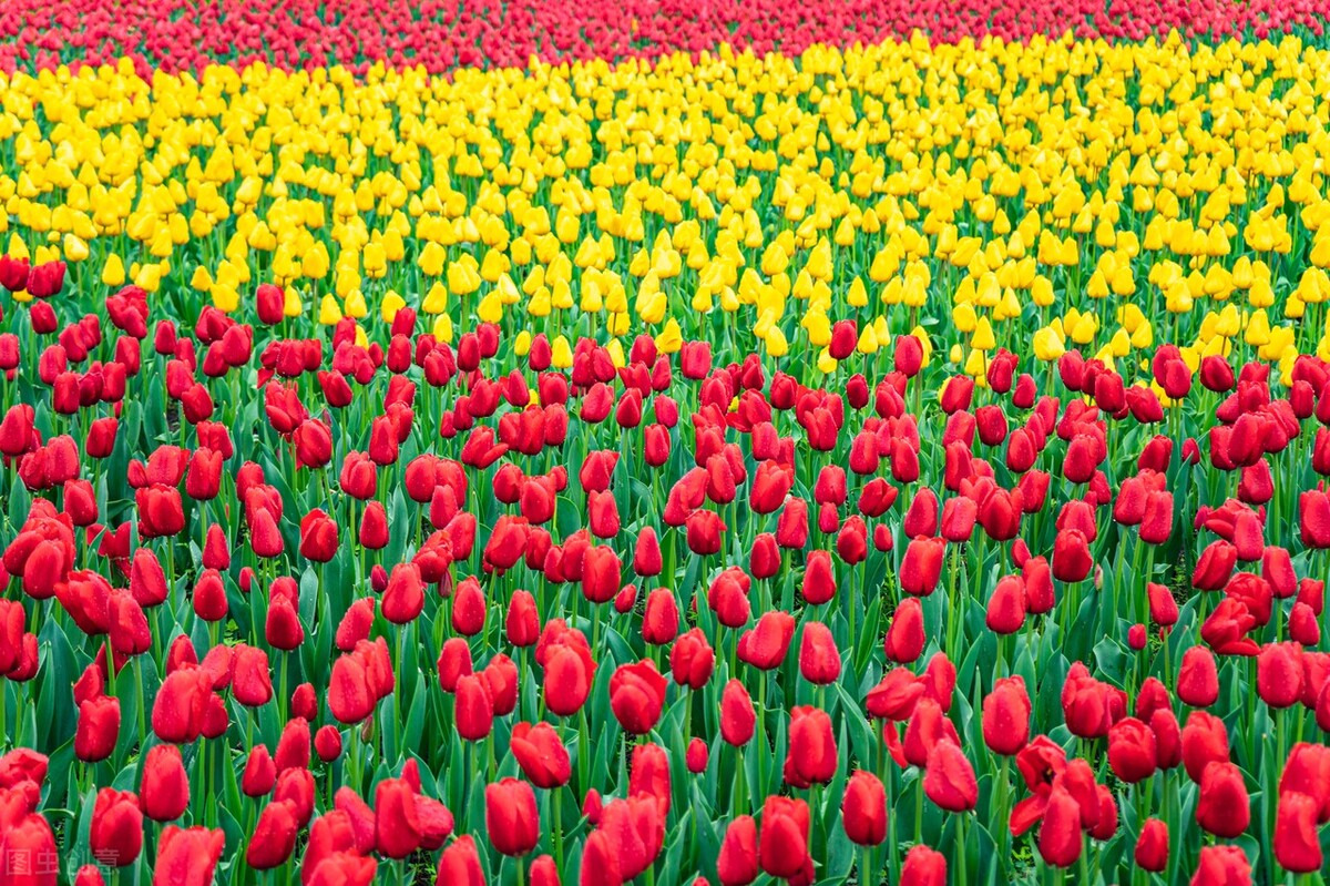 郁金香花语哲理句,郁金香花语文案短句干净治愈