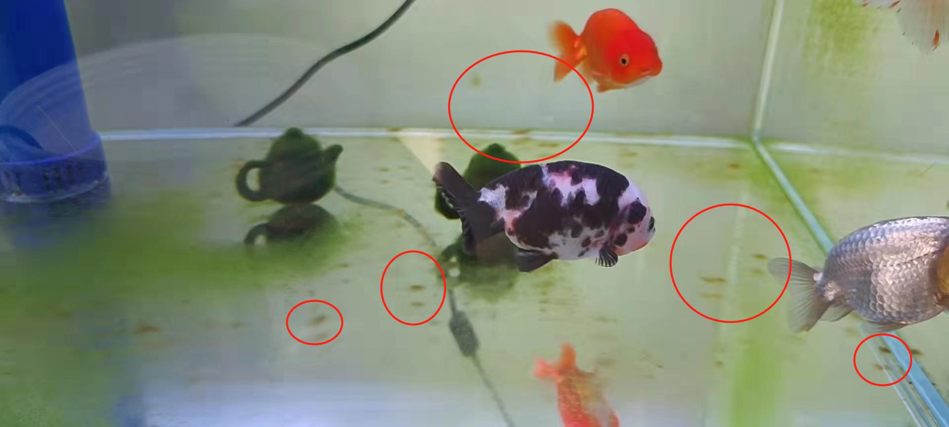 七彩水草缸怎么抑制藻类,水草缸怎么治疗水霉