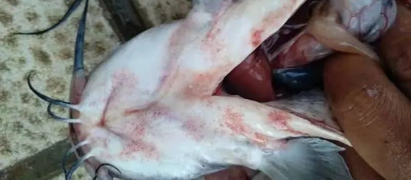 叉尾鮰健康么,叉尾鮰出血病