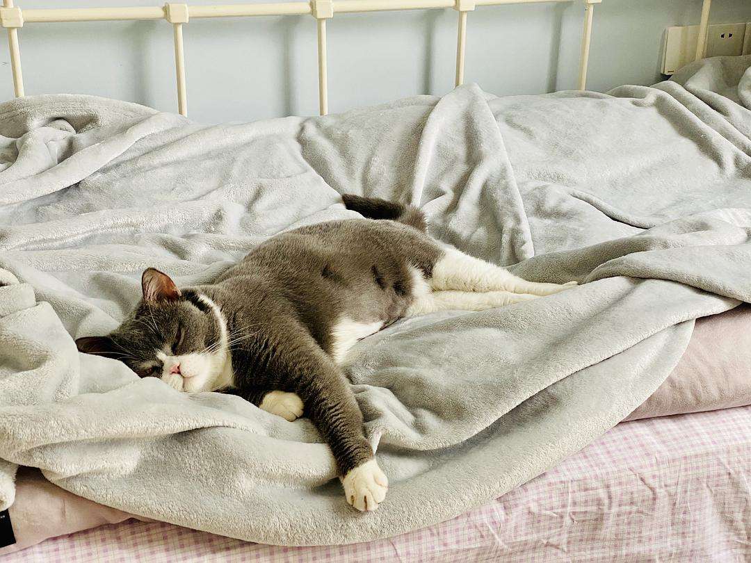 猫咪最喜欢的十种声音,猫咪最喜欢的五种人