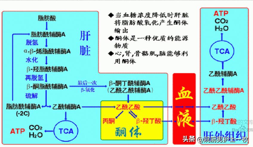 糖尿病酮症酸中毒的补液原则,糖尿病酮症酸中毒多见于几型