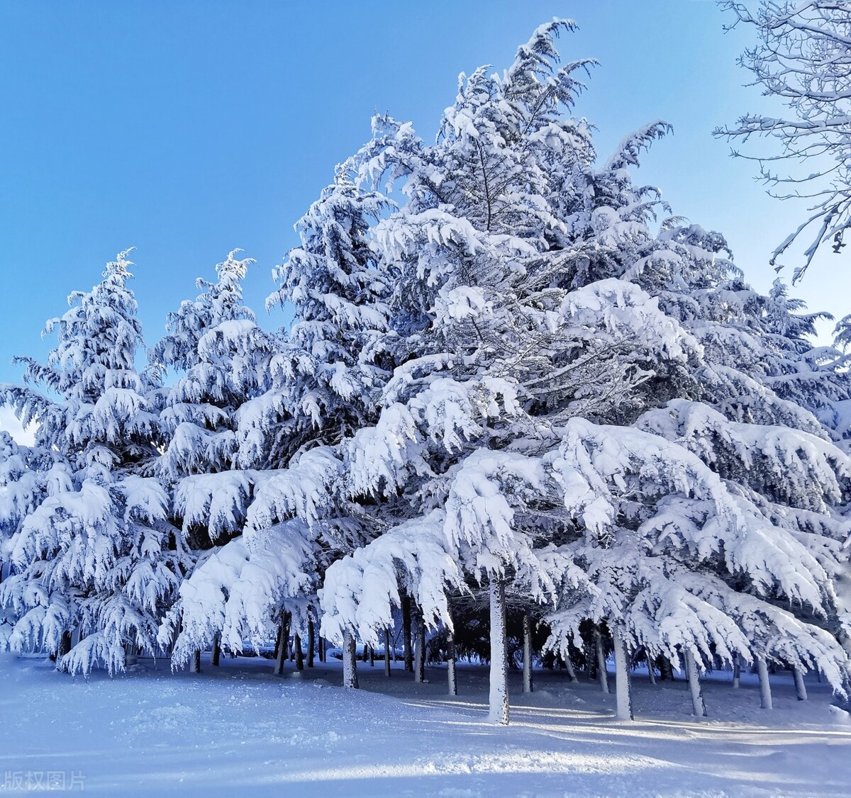 有关冬天的诗句带冬,关于冬天的诗和句子